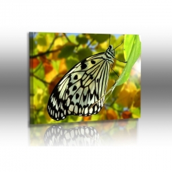 Schmetterlinge - Bilder - Weie Baumnymphe - Idea leuconae