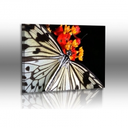 Schmetterlinge - Bilder - Weie Baumnymphe